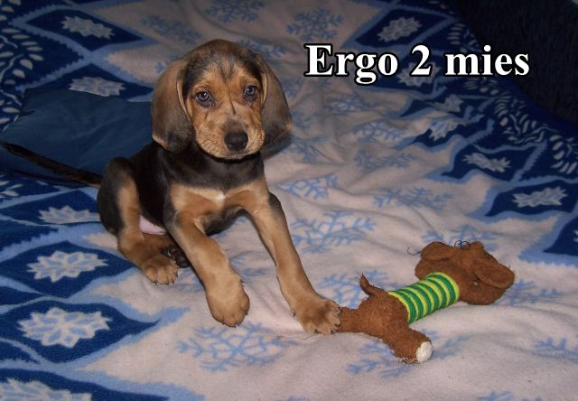 ERGO 2mc
